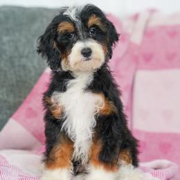 Dakota - Tri-color male Bernedoodle puppy in Dundee, Ohio from Down Home Doodle