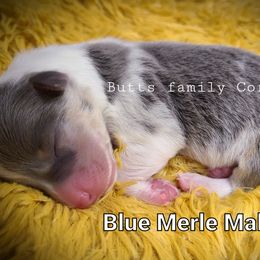 Boy 1 - American Corgi puppy in Cameron, North Carolina from Butts Family Corgis
