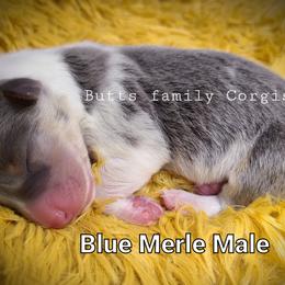 Boy 1 - American Corgi puppy in Cameron, North Carolina from Butts Family Corgis