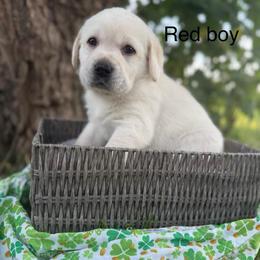 Red boy - Yellow male Labrador Retriever puppy in Corning, California from Raven's Labradors
