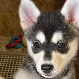 Kendari - Black and white Pomsky puppy in Philippi, West Virginia from Icelandic Thunder