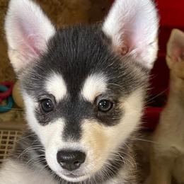 Kendari - Black and white Pomsky puppy in Philippi, West Virginia from Icelandic Thunder