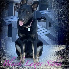 German Shepherds from Montana Made K9