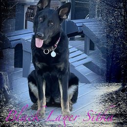 German Shepherds from Montana Made K9