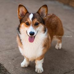 Cinch  - Pembroke Welsh Corgi