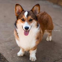 Cinch  - Pembroke Welsh Corgi