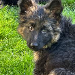 Purple People Eater - Black and tan female German Shepherd puppy in Bonney Lake, Washington from German Shepherds Von Washington