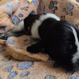 Boy 3 - Blue ticked male Bluetick Coonhound puppy in Centerville, Pennsylvania from Holcomb's Hounds