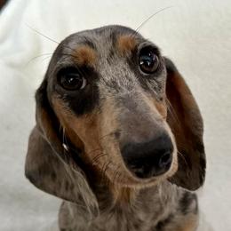 Blueberry - Dachshund
