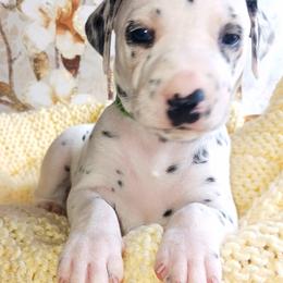 Dalmatian and Poodle Puppies from Reeves Family Standards