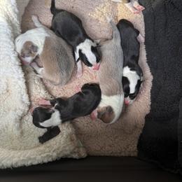 Pembroke Welsh Corgi Puppies from Double C Corgi's