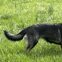 German Shepherd Puppies from Adelheid Shepherds