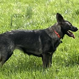 German Shepherd Puppies from Adelheid Shepherds