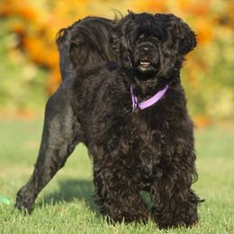 Portuguese Water Dogs from SeaIsle Portuguese Water Dogs