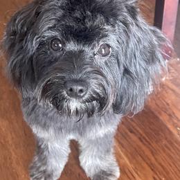 Cavapoo All Grown Up from Bubble-ishous Cavaliers and Cavapoos