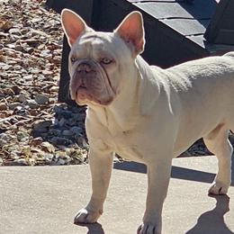 Fendi - French Bulldog