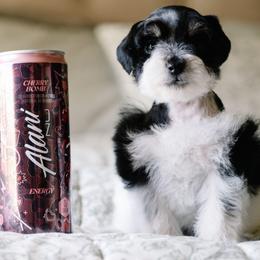 Marie Laveau - Parti female Schnoodle puppy in Grove, Oklahoma from Grand Lake Poodles & Doodles