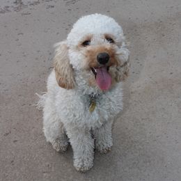 Maizi - Goldendoodle