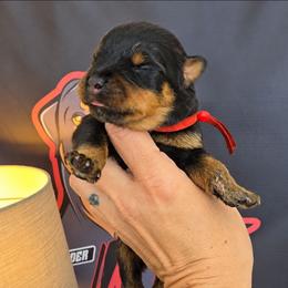 Red female - Black and mahogany female Rottweiler puppy in Lake City, Florida from Haus Der Wut Kennels