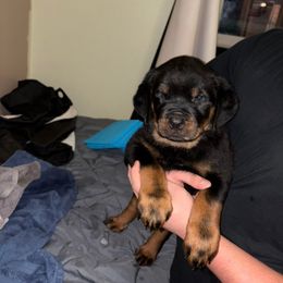 Light blue boy - Black and mahogany male Rottweiler puppy in Colorado Springs, Colorado from Von Locher Rotties