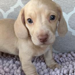 AKC 'Jesse James' - Cream male Dachshund puppy in Joshua Tree, California from Desert Dreams Ranch