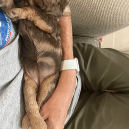 Goldendoodle Puppies from Doodlebloom Farm