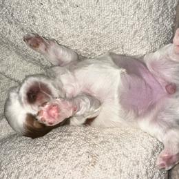Poppy - Liver and white female Shih Tzu puppy in Rockmart, Georgia from Sonya Garrett