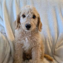 Journey Apricot gold - Apricot male Labradoodle puppy in Churchill County Fallon, Nevada from Card Family Ranch