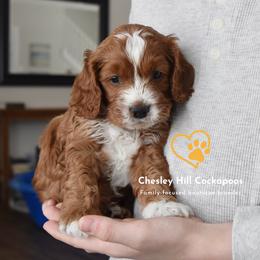 Cockapoo Puppies from Chesley Hill Cockapoos