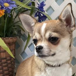 Fizzgig - Chihuahua