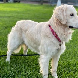 Maddie - Golden Retriever