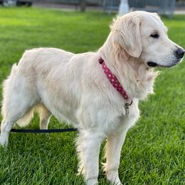 Maddie - Golden Retriever