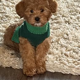 Bernedoodle and Goldendoodle Puppies from Pecks Oodle Doodles