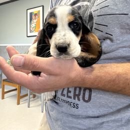 Mae - Black brown and white female Basset Hound puppy in Brandon, Mississippi from Milton’s Bassets