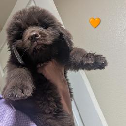 Brown Newfoundland Male 3 Orange - Brown male Newfoundland puppy in Burfordville, Missouri from Umfleet Farms