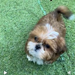Boy 2 - Sable and white male Shih Tzu puppy in Zeigler, Illinois from Dandy Little  Shih Tzu, Shih Poo's and Toy Poodles