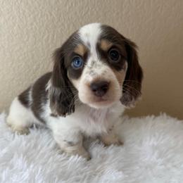 Truffles - Chocolate and cream male Dachshund puppy in Menifee, California from TeenieWeenieDoxies
