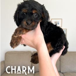 Charm - Black and tan male Cavapoo puppy in South Jordan, Utah from Wonderful World Doodles