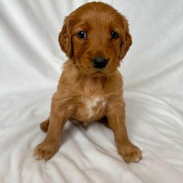 Golden Retriever Puppies from Thoroughmark Retrievers
