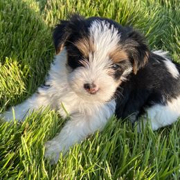 Miniature Australian Shepherd, Toy Australian Shepherd, and Yorkshire Terrier Puppies from Bullish R Ranch