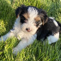 Miniature Australian Shepherd, Toy Australian Shepherd, and Yorkshire Terrier Puppies from Bullish R Ranch