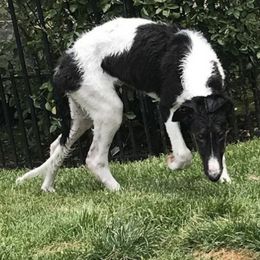 Borzoi and Silken Windhound Puppies from Gwen Little's Borzois and Silken Windhounds