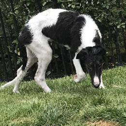 Borzoi and Silken Windhound Puppies from Gwen Little's Borzois and Silken Windhounds