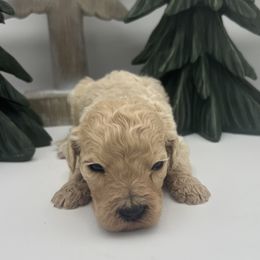 Logan Huntzberger - Cream male Goldendoodle puppy in Alton, Missouri from Roberts Farm Doodles
