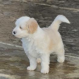 Rainier - Fawn and white male Sheepadoodle puppy in Roseburg, Oregon from Sharon’s Sheepadoodle’s