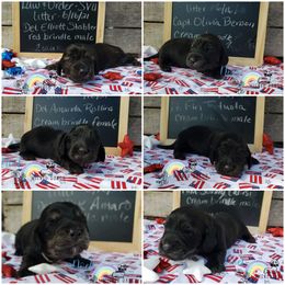 Dachshund Puppies from Noel Wiener Ranch