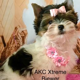 Small Girl - Black tan and white female Biewer Terrier puppy in Jonestown, Pennsylvania from AKC Xtreme Biewer Terriers...