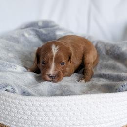 Spring - Apricot female Cavapoo puppy in Casa, Arkansas from Blue Diamond Puppies