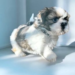 AKC-Rocky - Tricolor Shih Tzu puppy in Mooresville, North Carolina from Juji Shih Tzu