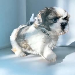 AKC-Rocky - Tricolor Shih Tzu puppy in Mooresville, North Carolina from Juji Shih Tzu